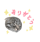折れ耳姉弟らみ＆れお（個別スタンプ：5）