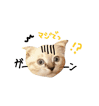 折れ耳姉弟らみ＆れお（個別スタンプ：12）