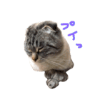 折れ耳姉弟らみ＆れお（個別スタンプ：20）