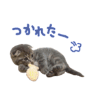 折れ耳姉弟らみ＆れお（個別スタンプ：26）