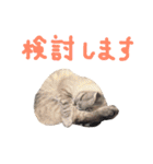 折れ耳姉弟らみ＆れお（個別スタンプ：28）