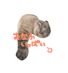 折れ耳姉弟らみ＆れお（個別スタンプ：32）