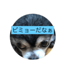 チワワのピコピコ（個別スタンプ：1）