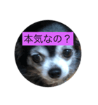 チワワのピコピコ（個別スタンプ：2）