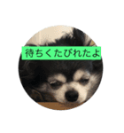チワワのピコピコ（個別スタンプ：3）