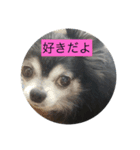 チワワのピコピコ（個別スタンプ：4）