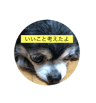 チワワのピコピコ（個別スタンプ：5）
