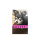 チワワのピコピコ（個別スタンプ：8）