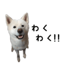 秋田犬シリウス（個別スタンプ：1）