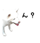 秋田犬シリウス（個別スタンプ：2）