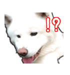 秋田犬シリウス（個別スタンプ：3）