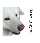 秋田犬シリウス（個別スタンプ：4）