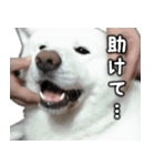 秋田犬シリウス（個別スタンプ：5）