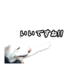 秋田犬シリウス（個別スタンプ：6）