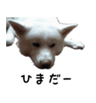 秋田犬シリウス（個別スタンプ：7）