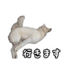 秋田犬シリウス（個別スタンプ：8）