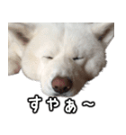 秋田犬シリウス（個別スタンプ：10）