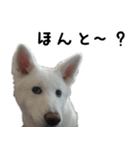 秋田犬シリウス（個別スタンプ：11）