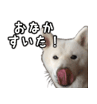 秋田犬シリウス（個別スタンプ：12）