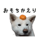 秋田犬シリウス（個別スタンプ：13）