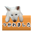 秋田犬シリウス（個別スタンプ：14）
