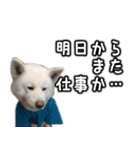 秋田犬シリウス（個別スタンプ：16）