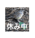 小鳥のキモチ（個別スタンプ：1）