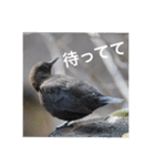 小鳥のキモチ（個別スタンプ：2）