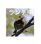 小鳥のキモチ（個別スタンプ：3）
