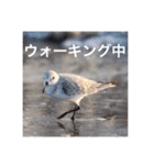 小鳥のキモチ（個別スタンプ：5）