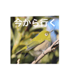 小鳥のキモチ（個別スタンプ：7）