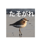 小鳥のキモチ（個別スタンプ：8）