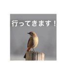 小鳥のキモチ（個別スタンプ：9）