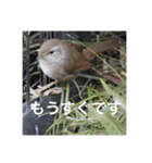 小鳥のキモチ（個別スタンプ：11）
