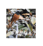 小鳥のキモチ（個別スタンプ：12）