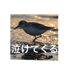 小鳥のキモチ（個別スタンプ：13）
