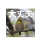 小鳥のキモチ（個別スタンプ：15）
