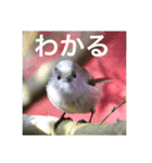 小鳥のキモチ（個別スタンプ：16）