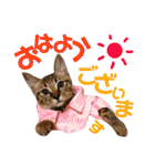 かわいいの天才 敬語編（個別スタンプ：1）