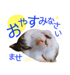 かわいいの天才 敬語編（個別スタンプ：4）