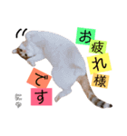 かわいいの天才 敬語編（個別スタンプ：5）