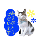かわいいの天才 敬語編（個別スタンプ：6）
