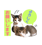 かわいいの天才 敬語編（個別スタンプ：7）