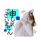 かわいいの天才 敬語編（個別スタンプ：8）