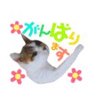 かわいいの天才 敬語編（個別スタンプ：9）