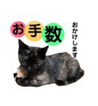かわいいの天才 敬語編（個別スタンプ：10）