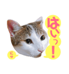 かわいいの天才 敬語編（個別スタンプ：11）
