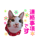 かわいいの天才 敬語編（個別スタンプ：13）