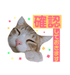 かわいいの天才 敬語編（個別スタンプ：14）