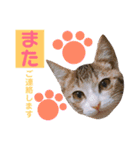 かわいいの天才 敬語編（個別スタンプ：21）